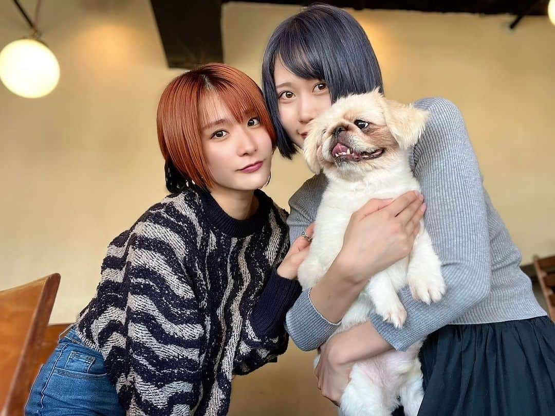 釘町みやびのインスタグラム：「🐶  連れて帰りそうな勢いで抱きしめてるけど、 来栖さんちのちゃちゃまるさんです🐶  久しぶりにうさこちゃんに会えて嬉しかったー♡♡  ちゃちゃさんは初めましてだったけど、 落ち着きがあって本当にお利口さんでした👏🏻✨ 舌ベラ出てるの可愛すぎてちょんってしたかったけど そこはちゃんと我慢しました！！！☝🏻笑  ごはんは2人ともカレー🍛 チャイ美味しすぎて…また飲みたいな…🥤𓈒𓂂𓏸  また来月もあそびます✌🏻🧡💙  ． #犬のいる暮らし  #ペット同伴可  #カフェ  #カレー  #いぬすたぐらむ  #cafe  #dogsofinstagram」