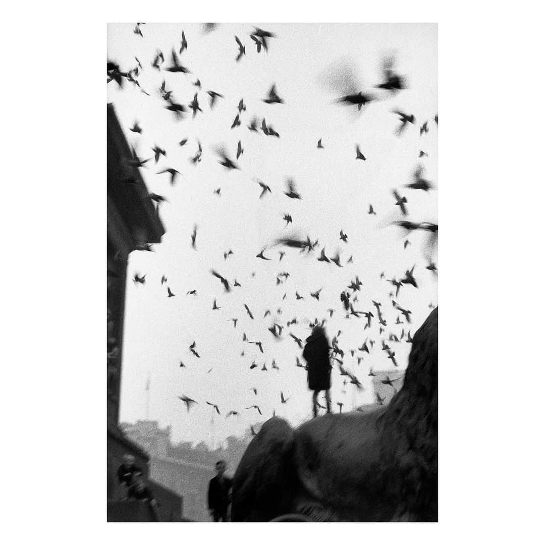 Magnum Photosのインスタグラム：「We pay witness to the inherent mystery of light and shadow in the October Square Print Sale, a collaborative curation with @worldpressphoto. While the light announces a vast world of discovery, the dark, unexposed corners present stories of their own. ⁠ ⁠ In an image by @sergiolarrain from 1959, a human silhouette invokes Hitchcockian macabre amidst a swarm of birds imposed against a foreboding sky. ⁠ ⁠ @oliviarthur’s photo sees fashion and surrealism intertwined in an experiment with unconventional photographic techniques.⁠ ⁠ In Patrick @pzachmann's image, he depicts a gloomy street scene in Wenzhou, China, during New Year festivities, where fireworks shower the sky.⁠ ⁠ 🔗  Browse the collection of over 100 signed or estate-stamped prints at the link in the @magnumphotos bio.⁠ ⁠ Magnum Photos and World Press Photo will be donating a portion of the profits from the sale to the International Committee of the Red Cross (ICRC).⁠ ⁠ PHOTOS (left to right):⁠ ⁠ (1) Trafalgar Square, London, Great Britain. 1958–1959. © @sergiolarrain / Magnum Photos⁠ ⁠ (2) An ancient, long-dead tree in the Namibian desert. Sossusvlei, Namibia. 2022. © @paolopellegrin / Magnum Photos⁠ ⁠ (3) Near the Mali-Mauritania border, Mauritania. March 2023. © @ziedbromdhane / Magnum Photos⁠ ⁠ (4) Teviston, California, USA. 2014. © @mattblack_blackmatt / Magnum Photos⁠ ⁠ (5) England, Great Britain. 2022. © @olivarthur / Magnum Photos⁠ ⁠ (6) Paris, France. 1953. © @leonardfreed / Magnum Photos⁠ ⁠ (7) Salvador Dalí’s light sculpture. USA. 1950. © @philippe_halsman_official / Magnum Photos⁠ ⁠ (8) Photogram. School of Arts (Kunstgewerbeschule), Zürich, Switzerland. 1935. © Werner Bischof / Magnum Photos⁠ ⁠ (9)  London, England. 1982. © @peter_marlow_foundation / Magnum Photos⁠ ⁠ (10) Chinese New Year festivities. Wenzhou, Zhejiang Province, China. February 1991. © Patrick @pzachmann / Magnum Photos」