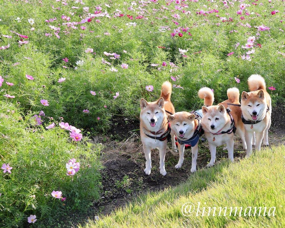 linnmamaのインスタグラム：「ピンクのコスモス🌸〜①コスモス🌸畑の4柴たち〜昨日のpicです😍〜②スッと空に向かって伸びたコスモス🌸〜麗、明日から抗がん剤治療が始まります😢〜どうか副作用がありませんように🙏〜コスモス🌸のように可憐で、でも凜と咲いてる姿にあやかりたくて、この写真を撮りました📷 ＊ ＊ ＊ #柴犬#dog #柴犬凜の勇気凜々every day  #多頭飼い  #shibastagram #my_eos_photo  #eosr6#eosr10 #ドッグフォトグラファーズ #iphone12#iphone12promax  #夕方散歩 #花活 #写活 #コスモス #モリコロパーク #愛・地球博記念公園」