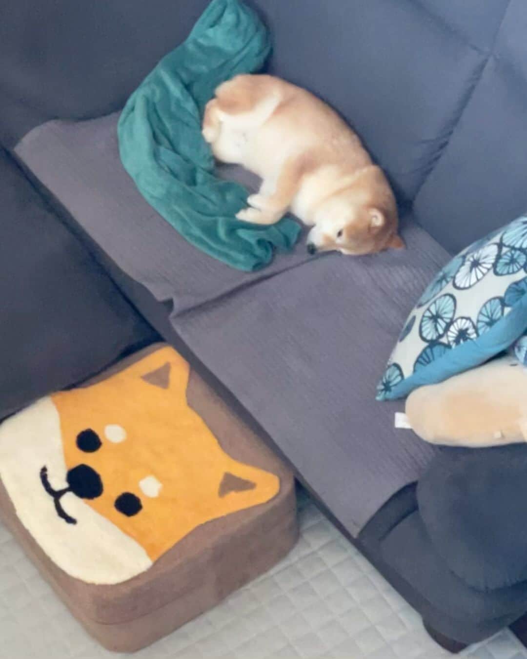 豆柴ソラのインスタグラム：「(ᵔᴥᵔ)2023.10.17 気持ち良さそうに寝てられますZzz (´～`)  私が仕事に行く前から 散歩行くまで約7時間 ずーっとソファの上でゴロゴロまったり . 散歩！は聞こえないフリして タヌキ寝入り (-_-)zzz . 帽子似合ってるよ〜😁❤️ お散歩準備バッチリ！ 被っては行かないけどね . いっぱい寝たから いっぱい歩いたよ！🐕ｽﾀｽﾀ… . 視線感じると思ったら 階段上からジーッ！| ᴥ•́ ) . 警備のお仕事中 異常なし！ でもずっと外を眺めてる . ☆おまけ☆ ハロウィンの手ぬぐい 可愛い🎃❤️ . .  #豆柴 #まめしば #mameshiba #柴犬 #しばいぬ#shibainu #赤柴 #柴犬ライフ #ここ柴部 #エブリドッグ #しばすたぐらむ #shibastagram #shiba_snap #shibalove #shibamania #まめしば #柴犬大好き部 #peppyフォト部 #peppydogs #いぬのきもち #犬のいる暮らし #いぬすたぐらむ #柴犬のいる暮らし #柴犬好きな人と繋がりたい #豆柴ソラ8歳」