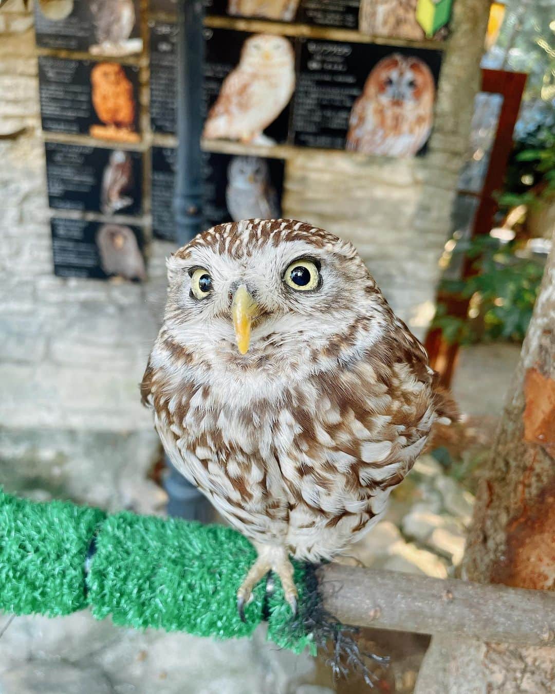 遠矢るいさんのインスタグラム写真 - (遠矢るいInstagram)「フクロウ可愛すぎた🦉♡」10月18日 0時44分 - rui_tooya