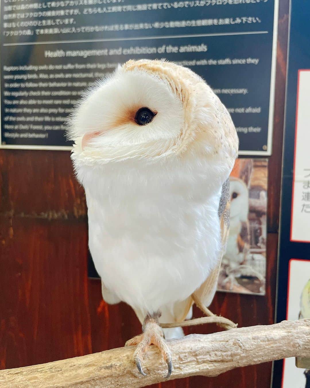 遠矢るいさんのインスタグラム写真 - (遠矢るいInstagram)「フクロウ可愛すぎた🦉♡」10月18日 0時44分 - rui_tooya