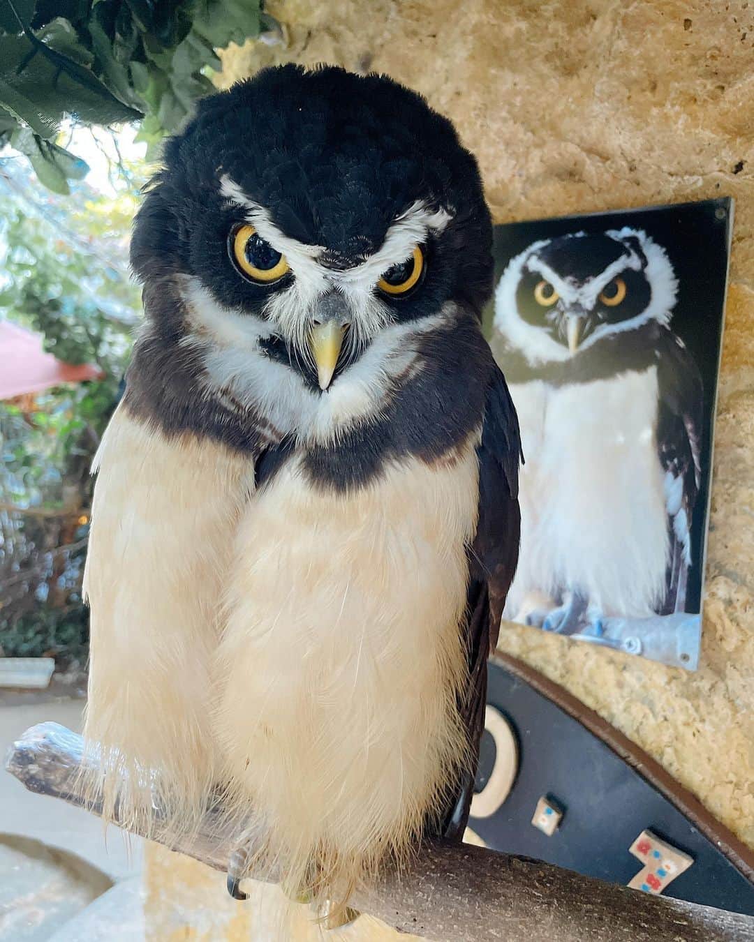 遠矢るいさんのインスタグラム写真 - (遠矢るいInstagram)「フクロウ可愛すぎた🦉♡」10月18日 0時44分 - rui_tooya
