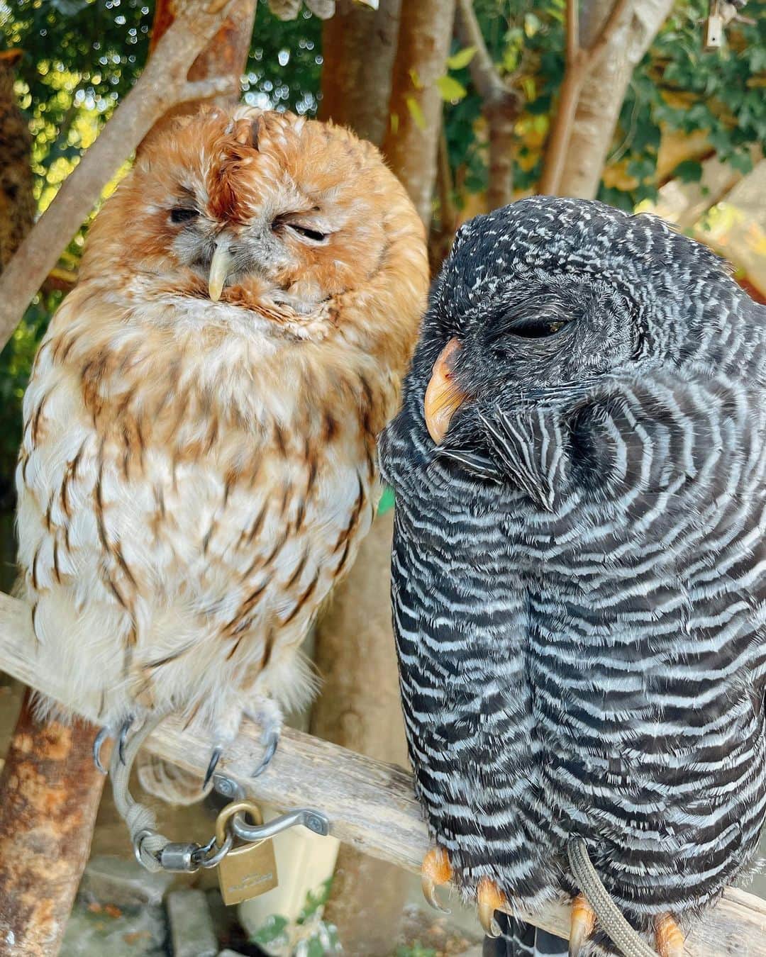 遠矢るいさんのインスタグラム写真 - (遠矢るいInstagram)「フクロウ可愛すぎた🦉♡」10月18日 0時44分 - rui_tooya