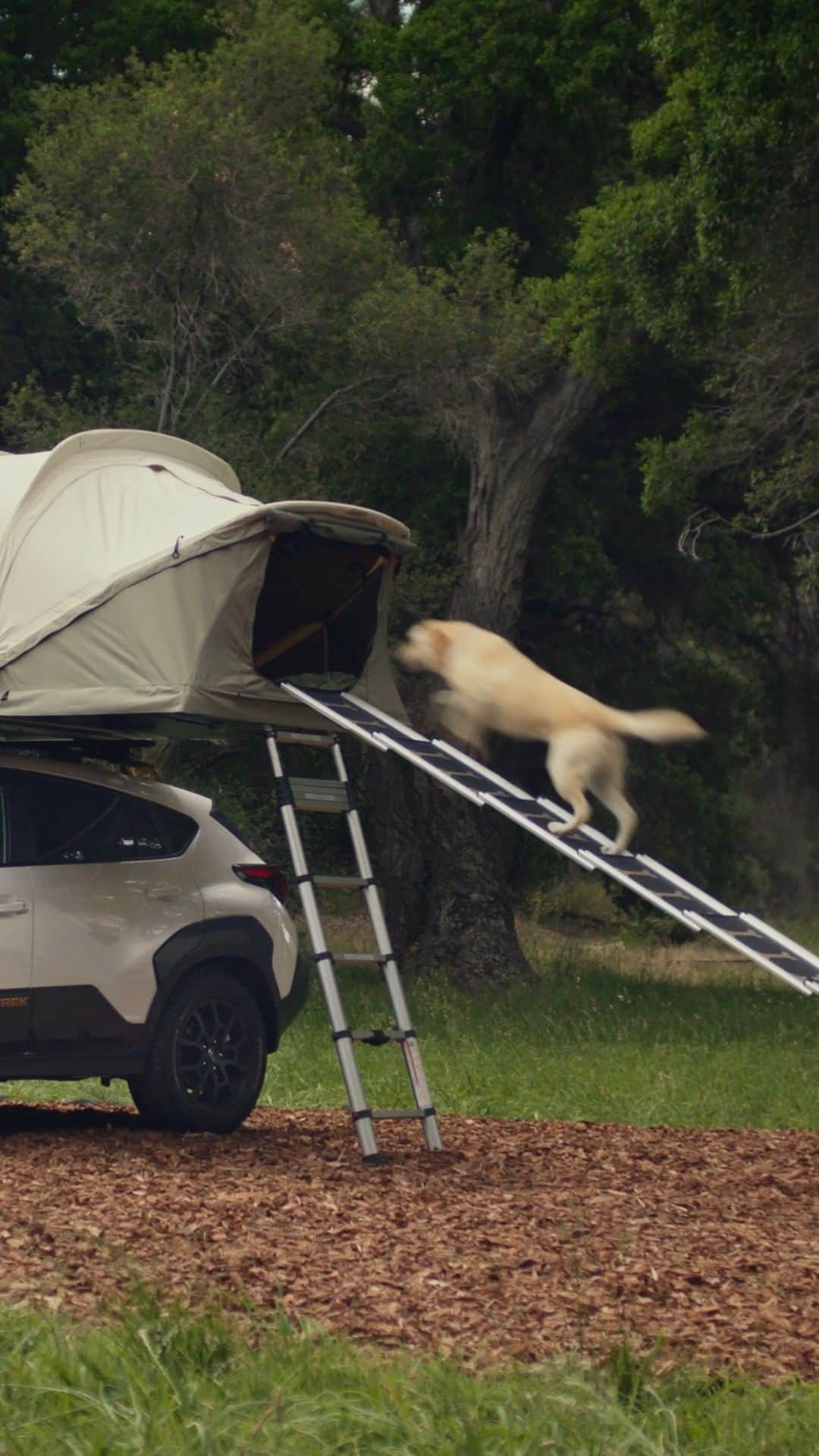 Subaru of Americaのインスタグラム：「#TheBarkleys know: A rooftop tent on a #CrosstrekWilderness is great for camping, and great for hiding!  Watch more #DogTestedDogApproved adventures on YouTube - link in bio.」