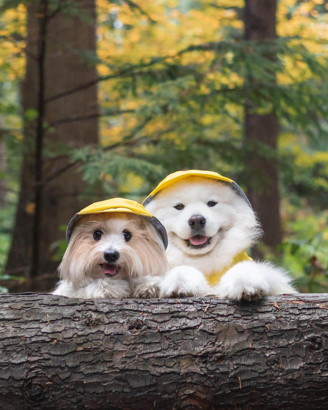 Loki the Corgiのインスタグラム：「On the lookout for squirrels. Please report if you spot one! 🐿️ - Bear and Momo」