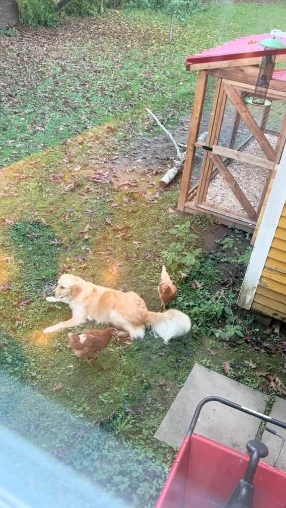 DogsOf Instagramのインスタグラム：「“Did we just become best friends?” — fetched w/ permission from @estherwilby1 on Tiktok   #dogsandchickens #unlikelyanimalfriends #chickensanddogs #farmanimals #dogsofinstagram #dailyfluff #serotoninboost」