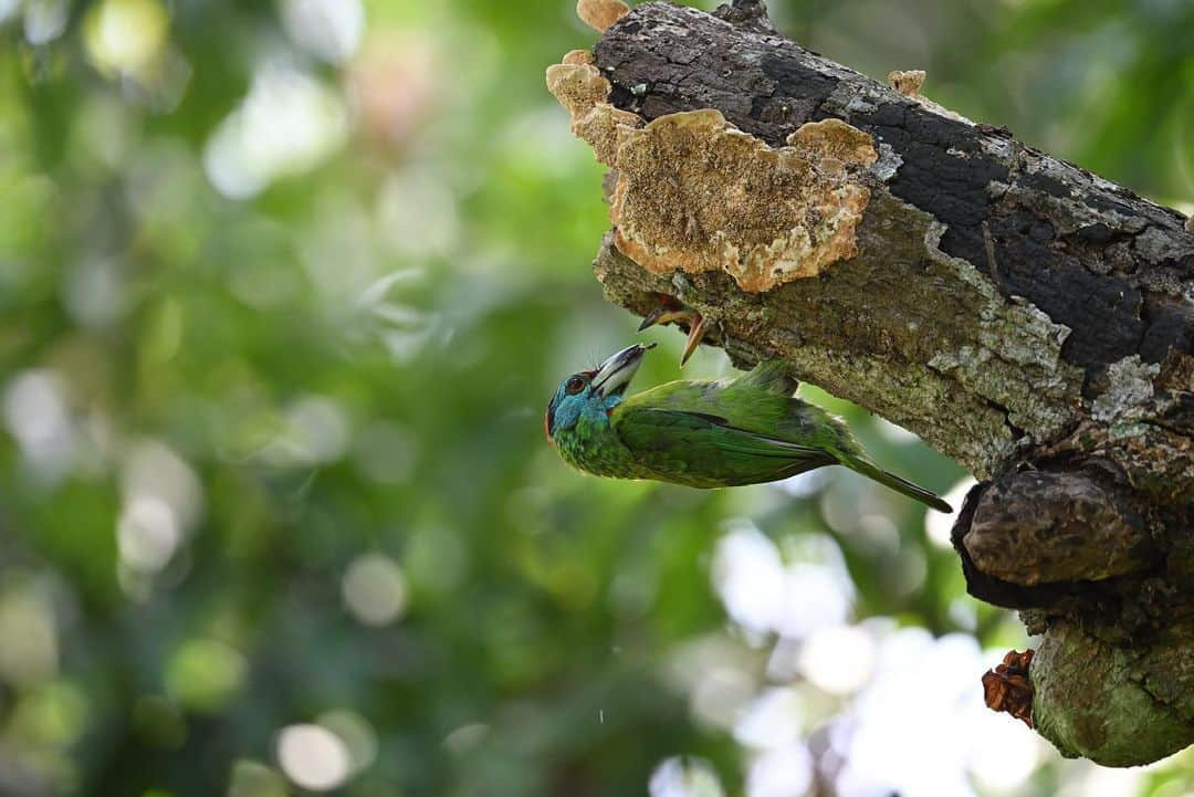 NikonUSAのインスタグラム：「Wildlife photographer @rameshkarmakar_wildlife tested out the new NIKKOR Z 600mm f/6.3 VR S lens with the Nikon Z 8. Some of his favorite features about our new super-telephoto lens? It’s compact, lightweight, very easy to carry and use one-handed, incredible in low light, with autofocus performance that delivers clear images and videos.  What’s on your bucket list to photograph with our new 600mm lens that gets you closer to the action? Let us know 👇  #NIKKORZ #wildlifephotography #birding #birdphotography #Nikon #NikonZ8」