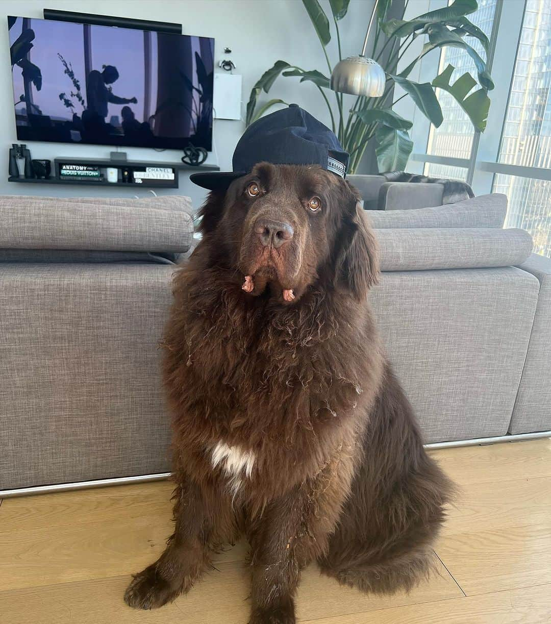 ドクター・マイクさんのインスタグラム写真 - (ドクター・マイクInstagram)「Wishing my best friend the happiest of all birthdays ❤️🐻🎉  It’s hard to explain how much a dog can mean to someone. But this 140-pound floof truly has gotten me through some of my hardest times.   Love you @thebearpup Happy 6th bday my sweet boy! 🦴🎉 #newfie」10月18日 3時17分 - doctor.mike