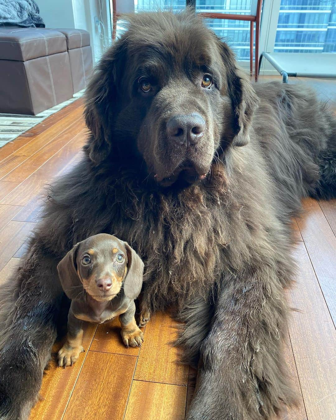 ドクター・マイクさんのインスタグラム写真 - (ドクター・マイクInstagram)「Wishing my best friend the happiest of all birthdays ❤️🐻🎉  It’s hard to explain how much a dog can mean to someone. But this 140-pound floof truly has gotten me through some of my hardest times.   Love you @thebearpup Happy 6th bday my sweet boy! 🦴🎉 #newfie」10月18日 3時17分 - doctor.mike