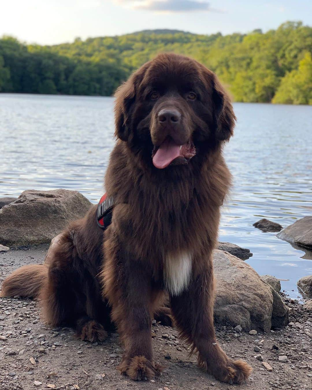 ドクター・マイクさんのインスタグラム写真 - (ドクター・マイクInstagram)「Wishing my best friend the happiest of all birthdays ❤️🐻🎉  It’s hard to explain how much a dog can mean to someone. But this 140-pound floof truly has gotten me through some of my hardest times.   Love you @thebearpup Happy 6th bday my sweet boy! 🦴🎉 #newfie」10月18日 3時17分 - doctor.mike