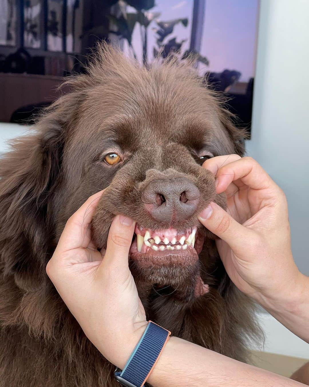 ドクター・マイクさんのインスタグラム写真 - (ドクター・マイクInstagram)「Wishing my best friend the happiest of all birthdays ❤️🐻🎉  It’s hard to explain how much a dog can mean to someone. But this 140-pound floof truly has gotten me through some of my hardest times.   Love you @thebearpup Happy 6th bday my sweet boy! 🦴🎉 #newfie」10月18日 3時17分 - doctor.mike