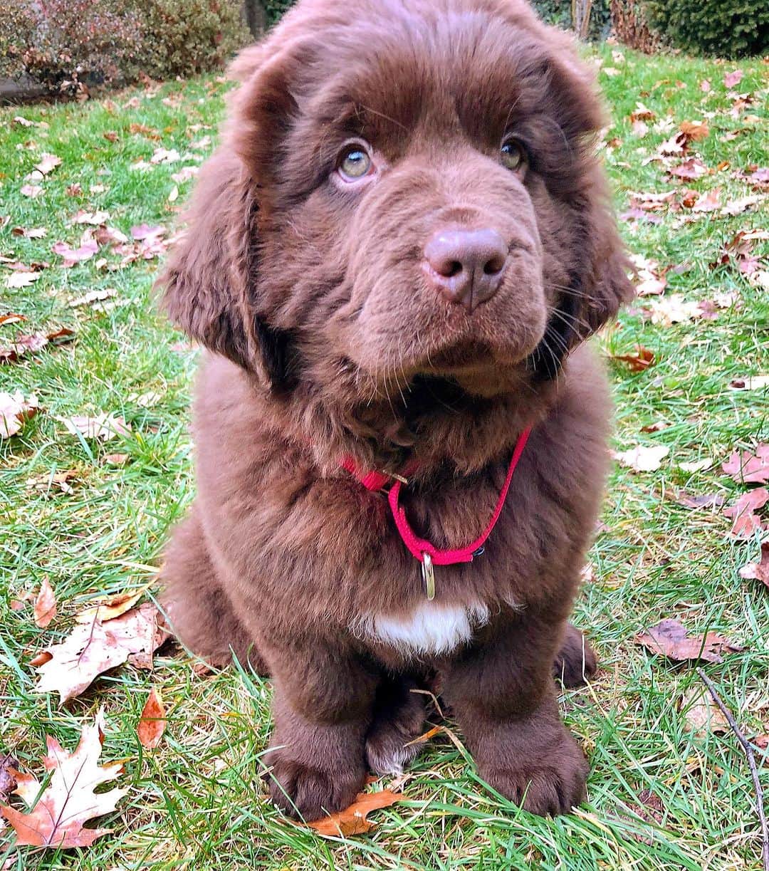 ドクター・マイクのインスタグラム：「Wishing my best friend the happiest of all birthdays ❤️🐻🎉  It’s hard to explain how much a dog can mean to someone. But this 140-pound floof truly has gotten me through some of my hardest times.   Love you @thebearpup Happy 6th bday my sweet boy! 🦴🎉 #newfie」