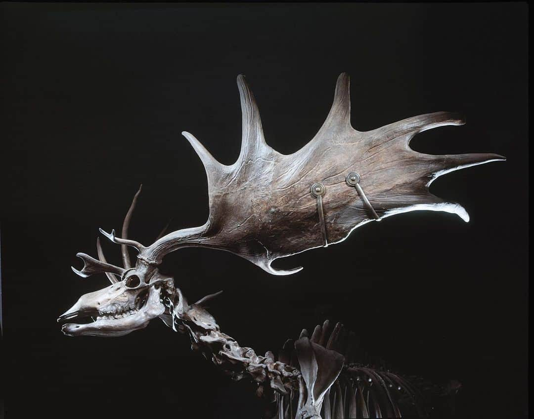 Robert Clarkのインスタグラム：「The Irish Elk roamed the earth 7,700 years ago and is an extinct species of deer in the genus Megaloceros and is one of the largest deer that ever lived. Its range extended across Eurasia during the Pleistocene, from Ireland to Lake Baikal in Siberia.   I have had so many people ask to use my images for products, that I decided to do a few items that people have asked me about. See the selection at the link in my bio. Do you need large print, or a tote? I already ordered a few as gifts.  #irishElk #RobertClarkphotography #fallvibes #Autum #totebag」