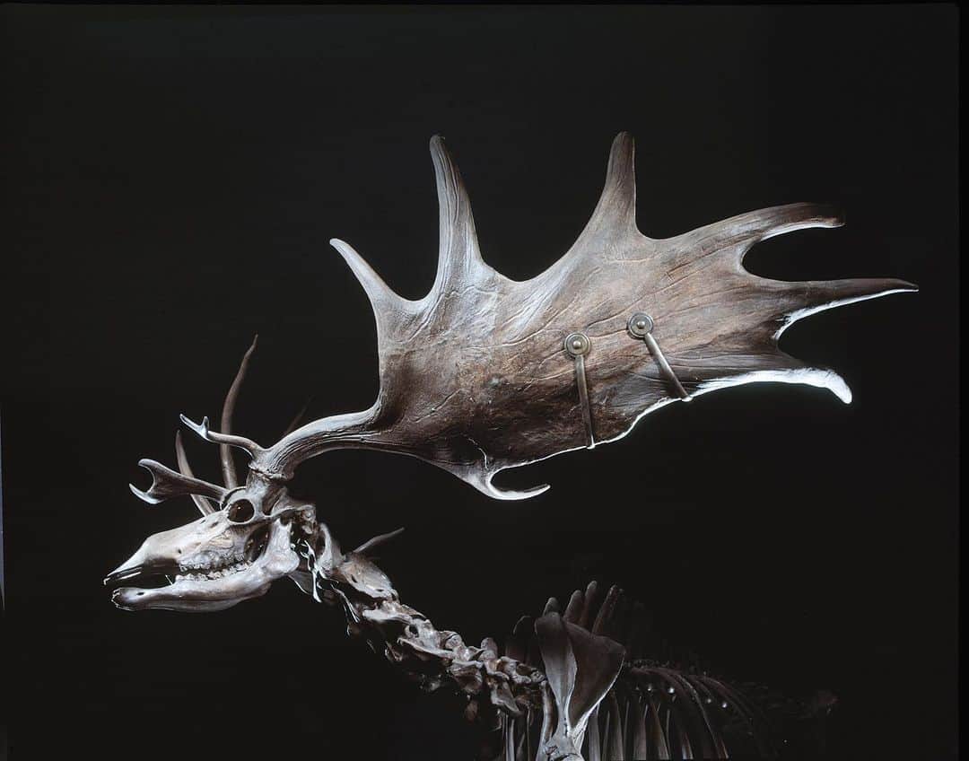 Robert Clarkさんのインスタグラム写真 - (Robert ClarkInstagram)「The Irish Elk roamed the earth 7,700 years ago and is an extinct species of deer in the genus Megaloceros and is one of the largest deer that ever lived. Its range extended across Eurasia during the Pleistocene, from Ireland to Lake Baikal in Siberia.   I have had so many people ask to use my images for products, that I decided to do a few items that people have asked me about. See the selection at the link in my bio. Do you need large print, or a tote? I already ordered a few as gifts.  #irishElk #RobertClarkphotography #fallvibes #Autum #totebag」10月18日 4時15分 - robertclarkphoto