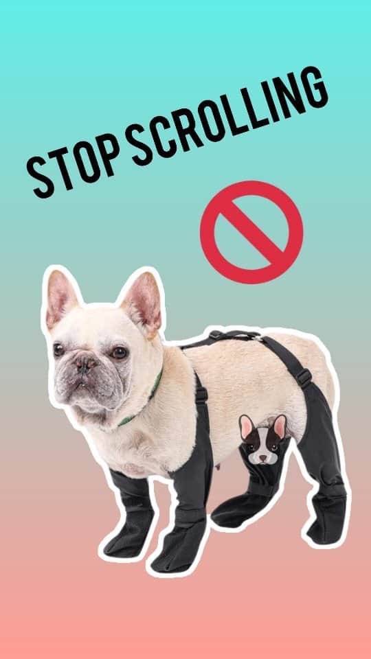 のインスタグラム：「Frenchie Boots: Weather-Ready Essential! 🐾🐾🐶🤍  TL;DR: Introducing our Waterproof Warm French Bulldog Boots - the outstanding safety to your furry friend's outdoor adventures. ❄️🥾  . . . . .  #frenchies #frenchbulldogs #frenchbulldogsofinstagram #buhistagram #buhi #フレンチブルドッグ #フレンチブルドッグ #フレブル #ワンコ」