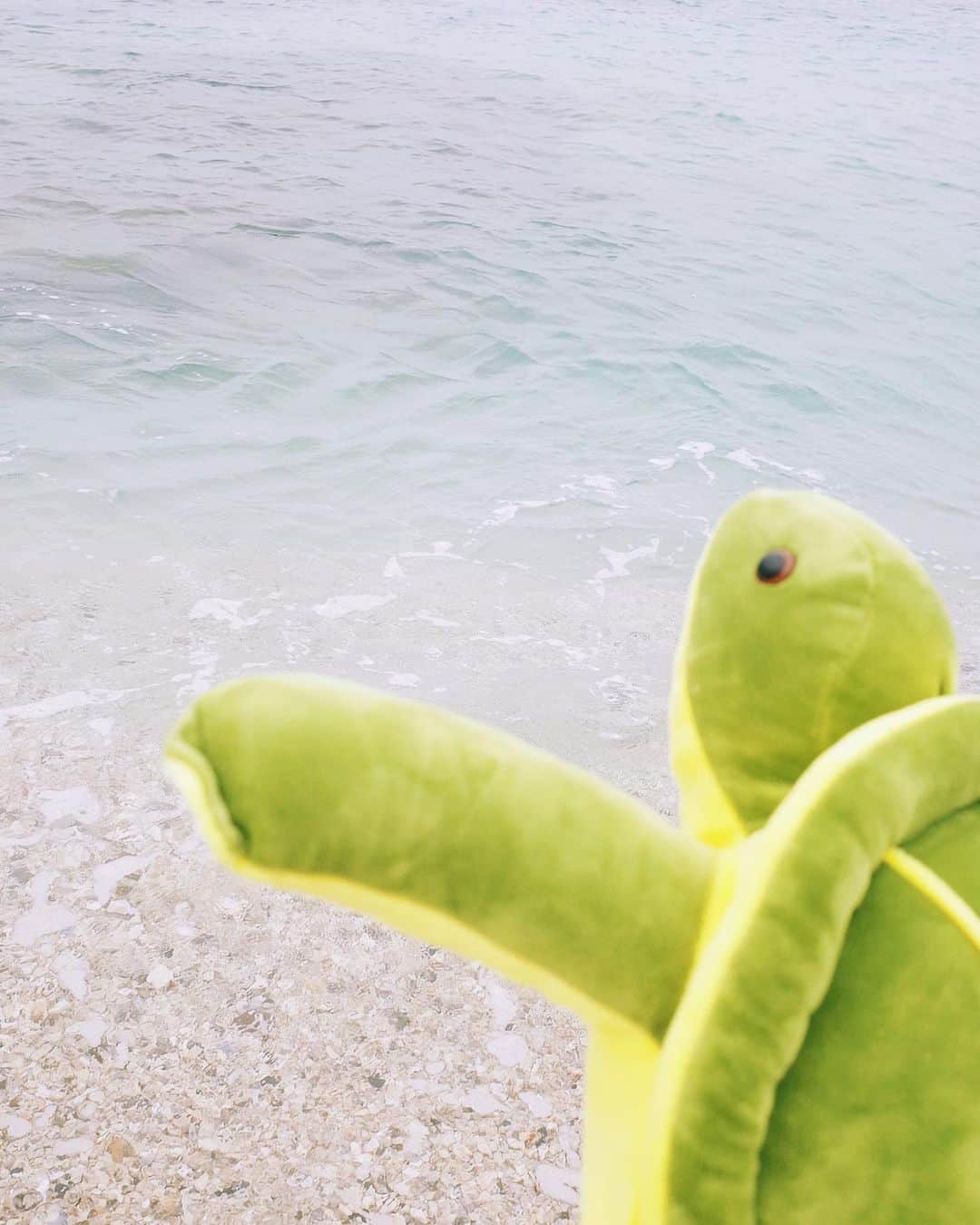 永原真夏のインスタグラム：「海亀の島🐢🪸🫧」