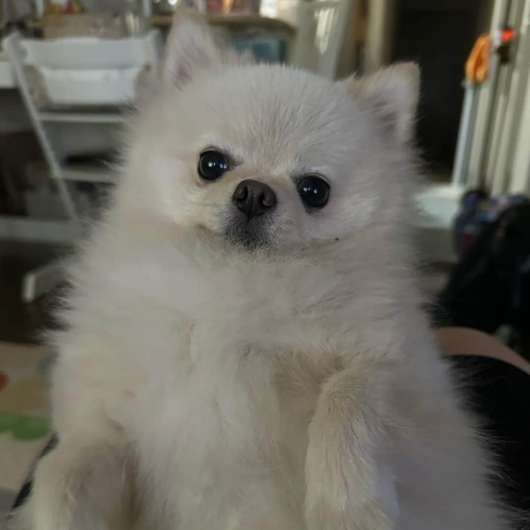 やしろ優のインスタグラム：「こはなちゃん💕  やさ丸くんとグランマが遊んでいると一緒になって輪に入ってたり笑笑😊  かわいいね❤️  #こはな #ポメラニアン #5歳」