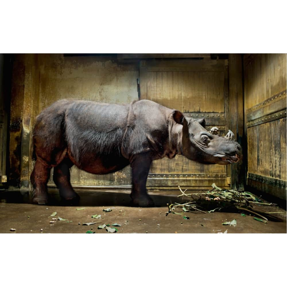 Robert Clarkのインスタグラム：「Happening now – my extended Fall Collector Event!   25% Off Code: FALLART  Link in bio!  The above photo is of Emi a Sumatran Rhino. She was the only of her kind to breed twice in captivity. She passed away in her sleep on September 5th 2009.  Let me know if you need a personal rec 🙂  #artsale #fallsale #fall」