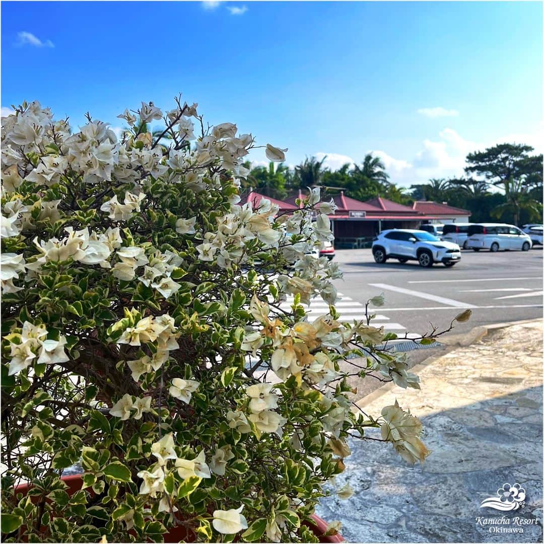 カヌチャリゾートのインスタグラム：「花いっぱいのカヌチャ🌺  色とりどりの花が咲き乱れるカヌチャ。 南国らしい赤やピンクの花以外にも、 ちょっと珍しい白のブーゲンビレアなども 見ることができますよ♪  鮮やかな青空に映える、可憐な白の花。 ぜひカヌチャで探してみてくださいね☺  #カヌチャリゾート　#カヌチャ　#ブーゲンビレア #沖縄リゾート　#南国リゾート　#花　#トロピカル #県民プラン　#カップルプラン　#デートプラン #kanuchaResort　#okinawaResort　#okinawatrip　#yanbaru　#familyresort #luxuaryvacation　#liveunforgettable　#flower　#Bougainvillea」
