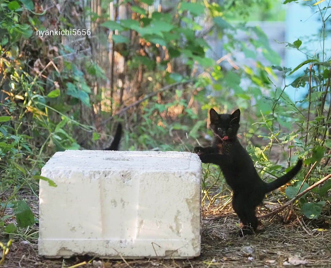 路地裏のにゃん吉のインスタグラム：「アイツはアイツは可愛い黒猫の男の子（♂♀知らんけど）  皆んな今日も頑張れにゃ~🐈‍⬛  CAMERA ︰OMD-EM1mark Ⅱ LENZ︰M.ZUIKO DIGITAL ED 12-100mm F4.0 IS PRO   #om猫写真#om写真投稿 #のらねこ部 #japancamera_official #猫部#nekoclub#แมว#icu_japan #猫 #にゃんすたぐらむ#ig_catsclub #cats #catsofinstagram #gatto#catloversclub#bnw_catalonia  #東京カメラ部#icu_japan#cute #catstagram#tanddフォトコンテスト2023#ワクワク #bestcatclub #ig_creative #写真を止めるな#1x_japn #lovers_nippon  #team_jp_ #고양이#にゃんすたぐらむ #ひろがり同盟 #instacat」