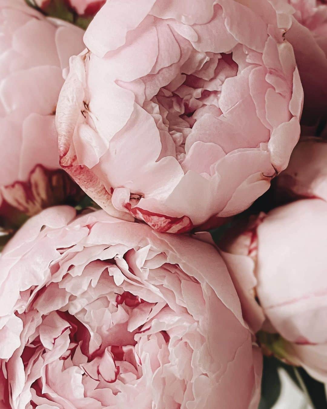 Yukicoさんのインスタグラム写真 - (YukicoInstagram)「🍃🌸🍃🌸🍃  ————————————————————— 見てくださる方にプラスになる投稿をしていきます 是非いいね♡フォロー♡ よろしくお願いいたします𓅟 私の写真の編集については フォトレッスンでレクチャーをしています —————————————————————  #flowers#flowerpower#flowerphotography#flowerporn#flowerslovers#flowerstagram#bouquet#bouquets#btsarmy#jiminpen#btsjimin #ジミンペン」10月18日 7時18分 - yukicolifecom