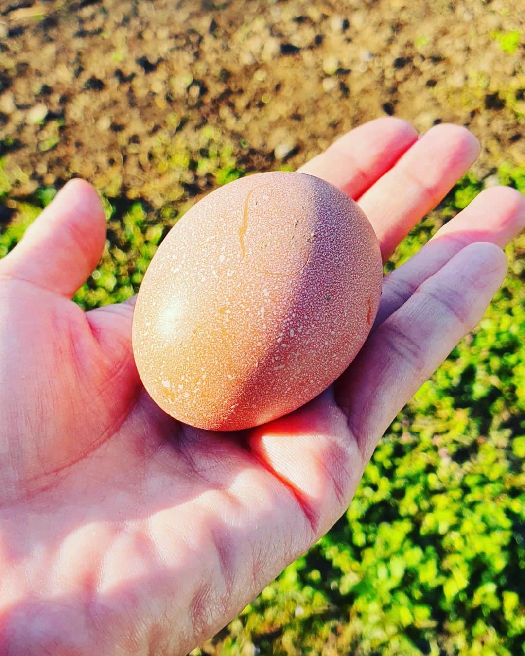 井上晴美さんのインスタグラム写真 - (井上晴美Instagram)「女優の日常  2個めの卵  誰が産んだのか。。。  朝見た時にはなくて  姫が見に行ったら  「ママ〜あったよ～卵」  あれれ。さっき産んだのか。  ん〜暖かい🐣  産みたて卵  不定期だけど始まった様子ですね  今日も良い日になるぞ  #egg #chicken #morning #love #熊本 #朝採卵」10月18日 8時10分 - harumi_inoue_