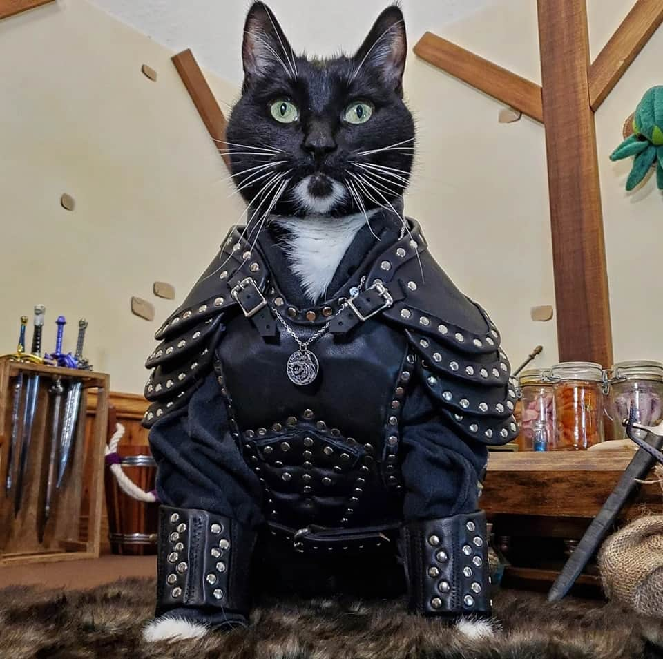 猫コスプレさんのインスタグラム写真 - (猫コスプレInstagram)「If you don't talk to your cat about the dangers of monster hunting, who will?  #TheWitcher #geralt #geraltofrivia  . . . . #witcher #witchernetflix #geraltofriviacosplay #thewitchercosplay #thewitcherfanart #geraltcosplay #catcosplay #cosplay #cosplayer #cat #catcostume #catsinclothes #petclothes #PetCostume #petarmor #catarmor #leatherarmor #leatherwork #halloween #halloweenseason #spooky」10月18日 8時18分 - cat_cosplay