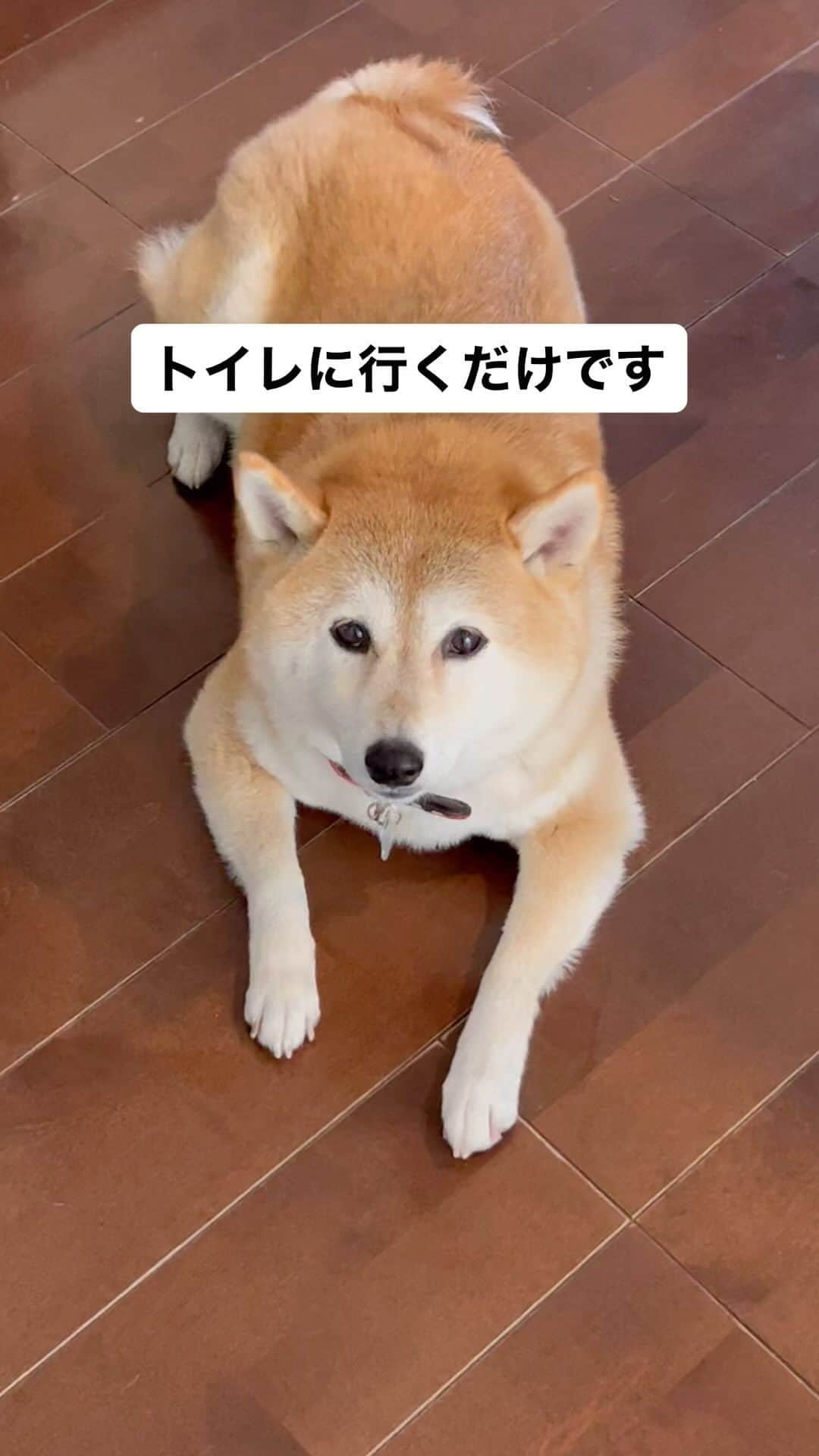 柴犬ハル&保護犬すずのインスタグラム：「🚽 . トイレに行くのも涙涙🥺 . #10秒で戻ります #トイレだけは行かせてください #ここで漏らしても大丈夫ですか #台所ではおとーしゃーんがホットケーキ焼いてます😂 . #柴犬#柴#kagoshima#dog#puppy#shibainu#shibastagram#いぬバカ部#family#cat#鹿児島#赤柴#ねこ#猫#雑種#天文館#日本犬#保護犬#元保護犬#ホットケーキ#パンケーキ#朝食」