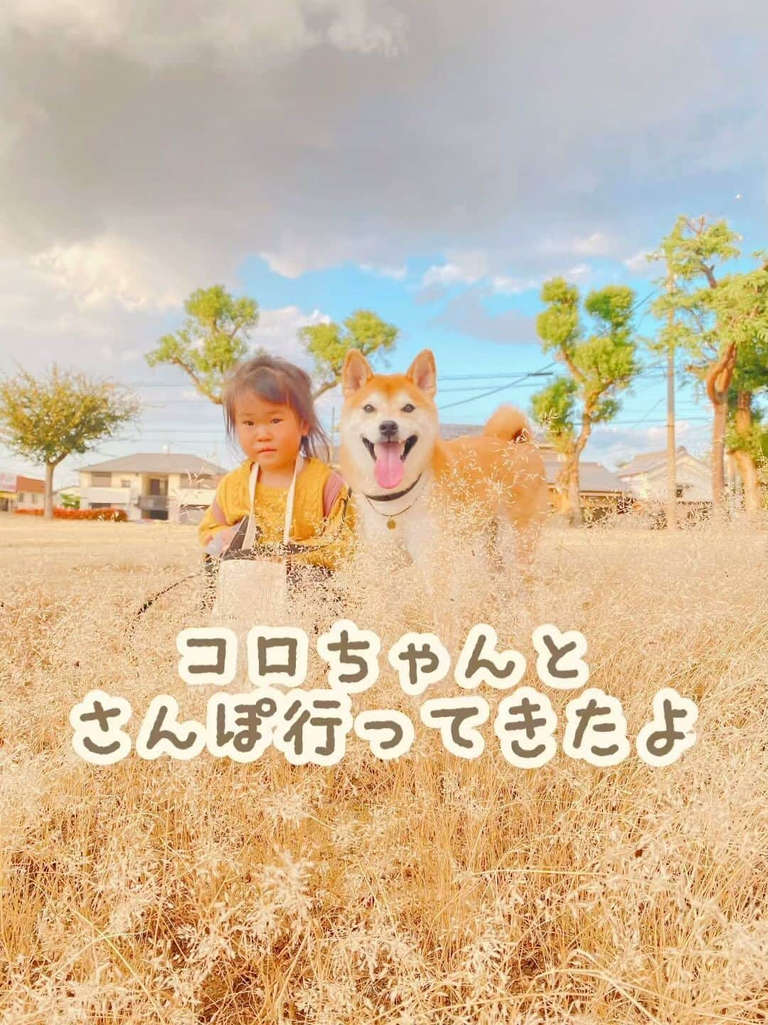 柴犬Mamesuke・Korosuke??大阪のインスタグラム：「この時期のお散歩は気持ちいいね♡ 🐾-—*-—*-—*-—*🐾 #MameKoro #豆コロ #柴犬と子供 #犬と子供 #チャリちゃん見守り隊 #子守犬 #豆柴 #柴犬 #赤柴 #豆介 #コロ介 #shibagram #shibastagram #shibainu #shiba #🐕📷」