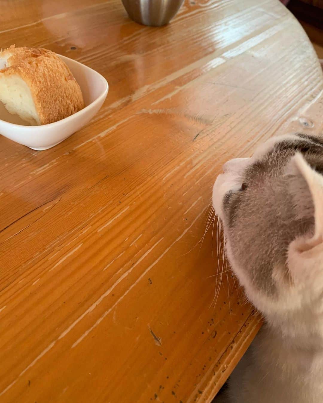 くるねこ大和さんのインスタグラム写真 - (くるねこ大和Instagram)「パン見  #胡ぼん  #シニア猫16歳」10月18日 8時37分 - kuru0214neko