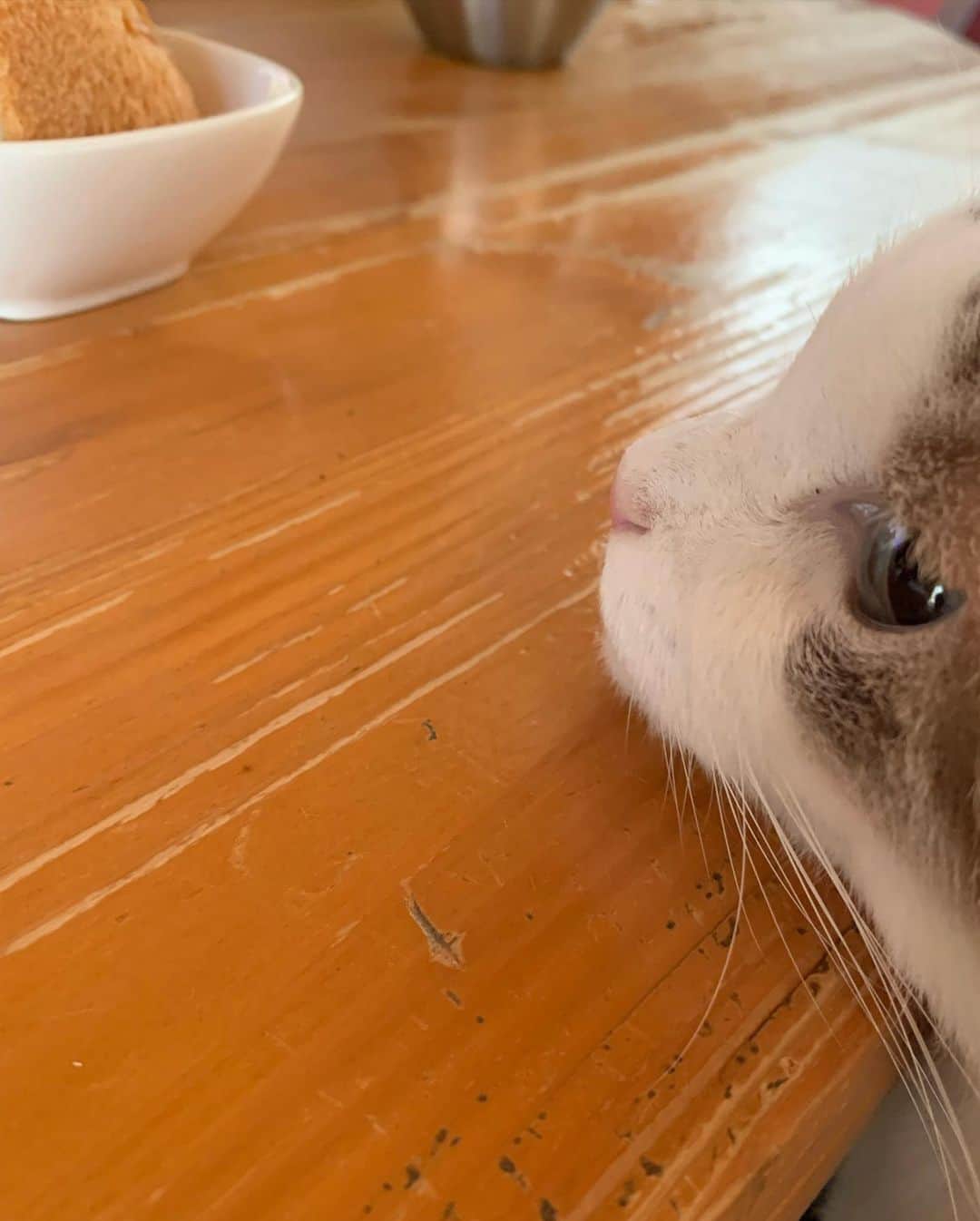 くるねこ大和のインスタグラム