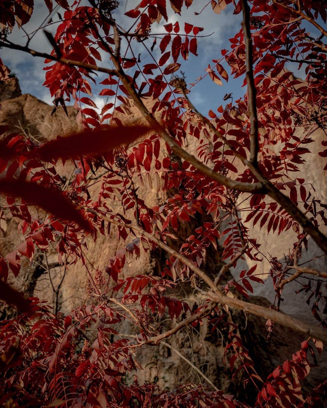 ナショナルジオグラフィックのインスタグラム：「Photo by @katieorlinsky | A view through the foliage of volcanic rock-lined canyons along Whitewater Creek at the northwest boundary of the Gila Wilderness, in southern New Mexico. The wilderness encompasses more than 870 square miles of rough country, including deserts, grasslands, piñon and pine forests, 10,000-foot mountains, and walls of slot canyons (seen here) created by one of the longest undammed rivers in the American West: the Gila.   This image is from National Geographic's June cover story. Read the full story at the link in bio.」