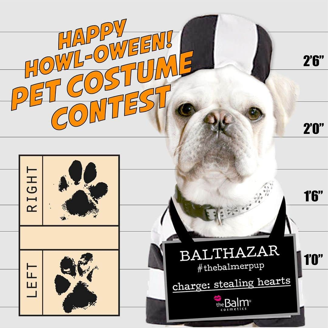 the Balmさんのインスタグラム写真 - (the BalmInstagram)「#GIVEAWAY 🎃 Let your pet steal the spotlight this Halloween! Participate in our pet costume contest for a chance to win $100 worth of theBalm products of your choosing 🧡🖤 #thebalmerpup   TO ENTER: 🧡FOLLOW @thebalm 🧡LIKE this post and TAG a bestie that should enter their furry friend  🧡USE the hashtag #thebalmerpup to enter your 🐶 🐱  🖤BONUS entry follow us on Tik Tok! @thebalm   Not sponsored by Instagram or Facebook. Giveaway ends on 10/31 at 11:59 PM PST. Winner will be contacted by 11/2. One winner will receive $100 worth of product, of their choosing and depending on availability. Must use hashtag #thebalmerpup to be entered.   @thebalm #thebalmgiveaway #thebalmcosmetics #GIVEAWAY #beautygiveaway #dogcostume #petcostume」10月18日 8時52分 - thebalm