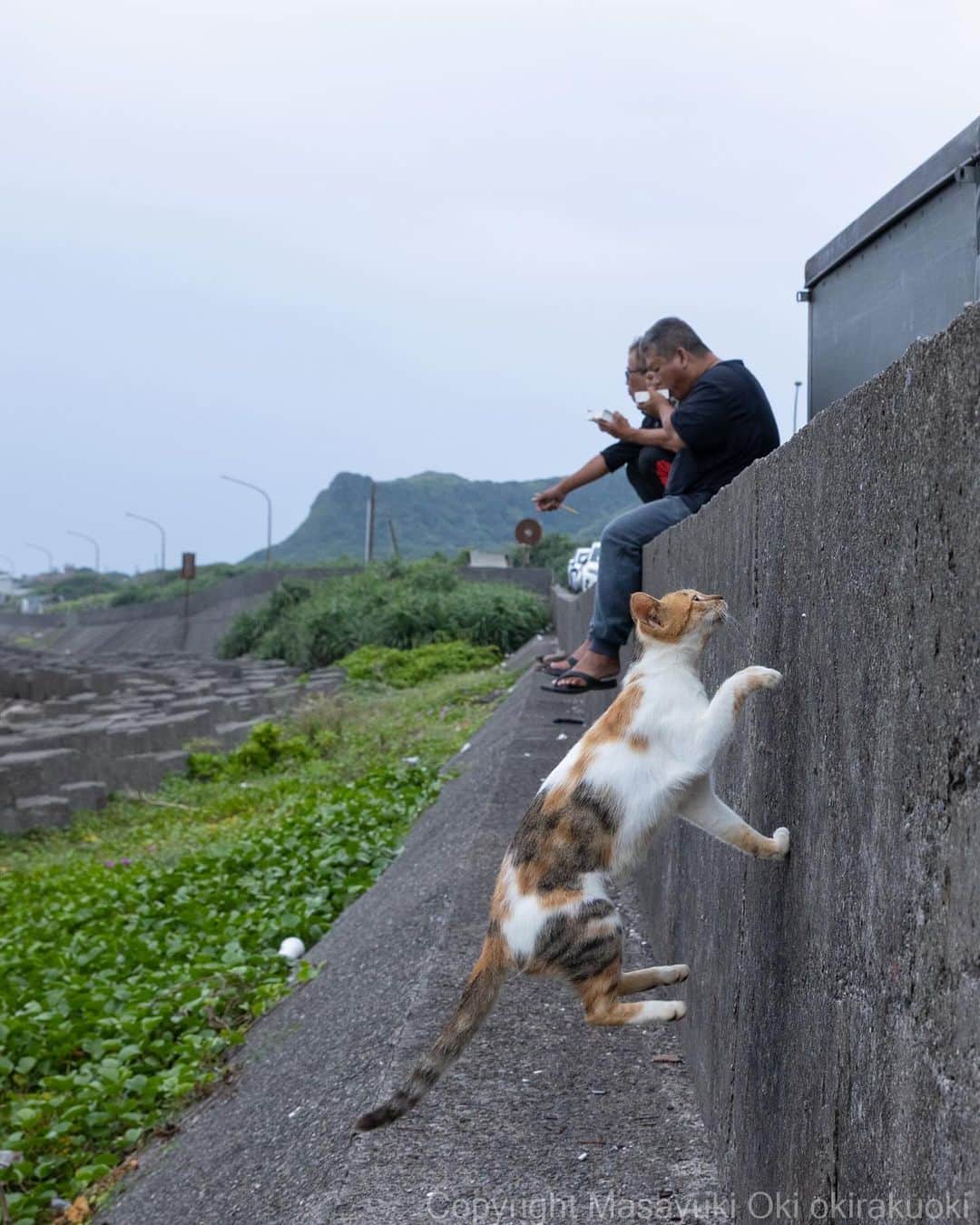 Masayukiのインスタグラム：「我関せず。  #cat #ねこ #猫 #東京カメラ部 #nekoclub  #yourshotphotographer #my_eos_photo」