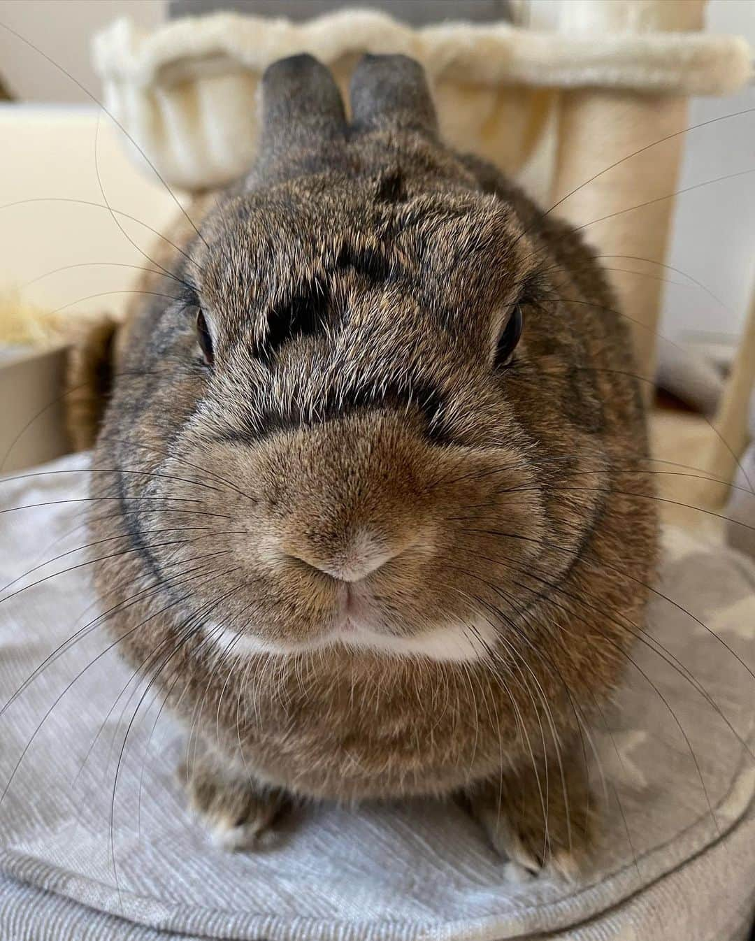 ラン?さんのインスタグラム写真 - (ラン?Instagram)「おはよ🐰 朝から良い天気☀️☺☀️ お耳の影まで可愛いねᕱ⑅ᕱ"︎💕︎ 3、4枚目は、おやつ貰って満足気😙♪ .* 5枚目は、換毛が更に進んだコナンくんの顔😂 ☆  ☆ #うさぎのシェリー  #うさぎのコナン #うさぎ  #うさぎのいる暮らし  #rabbit  #ネザーランドドワーフ  #ふわもこ部  #もふもふ部  #netherlanddwarf  #kawaii  #かわいい  2023.10.18」10月18日 9時25分 - mofumofuusako