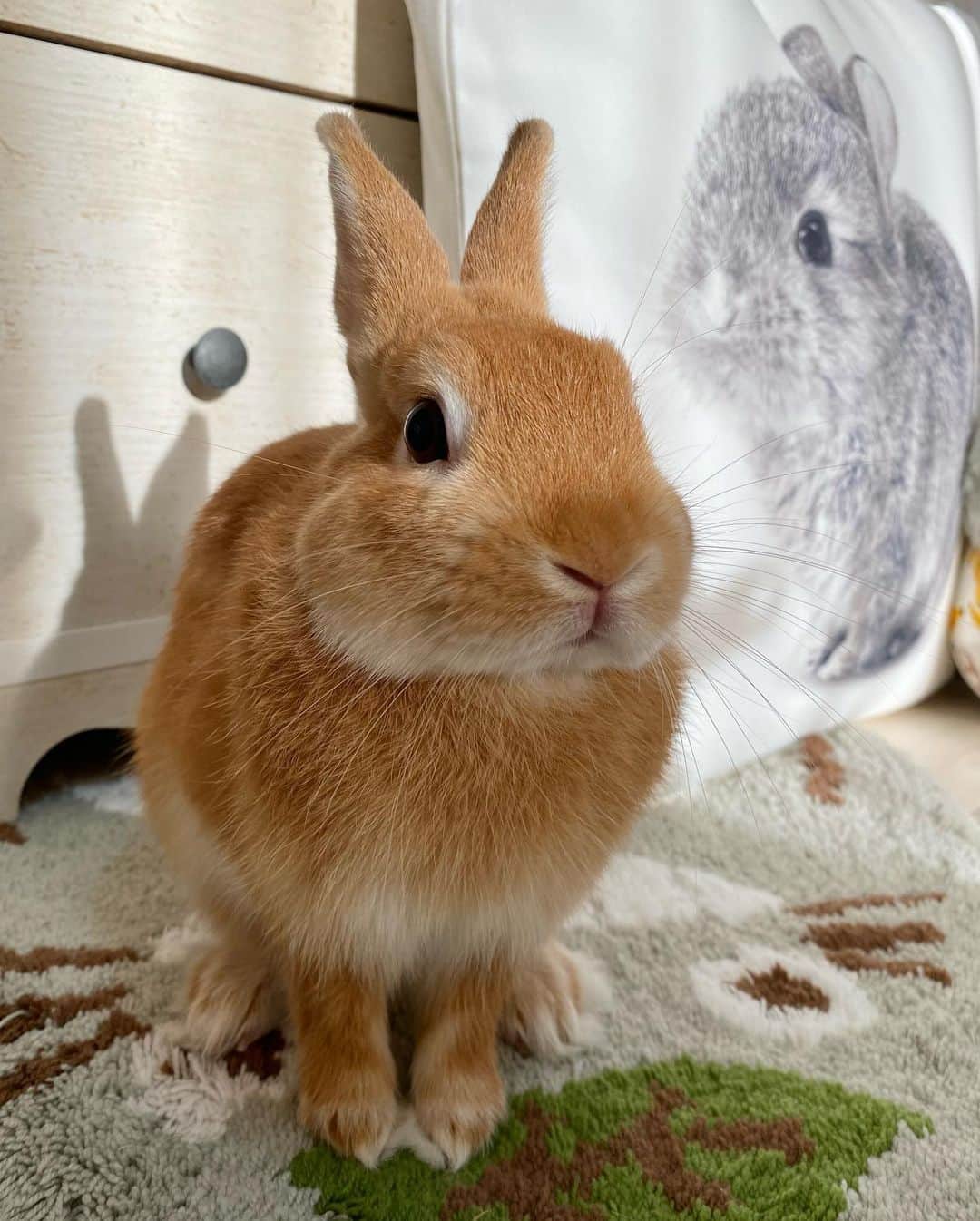 ラン?のインスタグラム：「おはよ🐰 朝から良い天気☀️☺☀️ お耳の影まで可愛いねᕱ⑅ᕱ"︎💕︎ 3、4枚目は、おやつ貰って満足気😙♪ .* 5枚目は、換毛が更に進んだコナンくんの顔😂 ☆  ☆ #うさぎのシェリー  #うさぎのコナン #うさぎ  #うさぎのいる暮らし  #rabbit  #ネザーランドドワーフ  #ふわもこ部  #もふもふ部  #netherlanddwarf  #kawaii  #かわいい  2023.10.18」