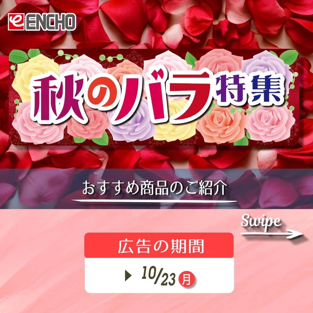 エンチョーのインスタグラム：「【秋のバラ特集】 ーおすすめ商品のご紹介ー 期間：10月23日(月)まで  ジャンボエンチョー・ホームアシストのチラシ商品やキャンペーンをピックアップ！  今回は、チラシ10月11日(水)号より、秋のバラ特集！ 秋でも楽しめる四季咲きのバラやガーデニンググッズをピックアップ。 エンチョー限定の珍しいバラも！？  ※掲載価格は税込価格となります ※掲載商品は店舗によりお取り寄せになる場合がございます ※広告の商品が売り切れの場合はご容赦くださいませ ※写真はイメージです  ジャンボエンチョー・ホームアシストでは各種イベント・キャンペーンを開催中！！  《秋の暮らし応援キャンペーン》 キャンペーン期間中にお買い物をすると、景品をプレゼント！  10/15(日)までに3,000円(税込)以上お買い上げでお渡しした「景品引換券」をお持ちの方 ⇒〜10/31(火)までに「景品引換券」＋「当日1,000円(税込)以上お会計のレシート」をご提示 ⇒レジまたはサービスカウンターで景品をプレゼント！  ≪5％OFF「LINEクーポン」プレゼントキャンペーン≫ LINEで配信のクーポンをレジで提示すると、お好きな商品1点が5％OFFに！ ※新規のお友だちも対象となります。 ※クーポンの配信は1アカウント1回です。  クーポン配信期間：〜10月31日(火) 使用可能期間：〜10月31日(火)  ≪子育て応援5%OFFデー≫ 毎週第3・第4日曜日は、子育て応援5%OFFデー！ 今月は10月22日(日)・10月29日(日)です！   イベント盛りだくさんのエンチョーをお見逃しなく！  ▼詳しくは「エンチョー」で検索▼  #DIY #エンチョー #ホームセンター  #秋 #庭 #ガーデニング #園芸 #バラ #薔薇 #四季咲き #ツルバラ #ピノノワール #限定 #限定販売 #新種 #花のある暮らし #キャンペーン #暮らし応援  #子育て #静岡子育て #静岡diy #diyのある暮らし」