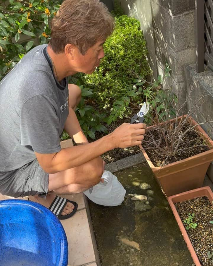 金石昭人のインスタグラム：「カネやん園芸🪴  カネやんの楽しみ😊 朝から手入れ🪴  芽が出ますように🌱  どや  #カネやん園芸 #趣味の時間 #庭木の手入れ #クチナシ #白い花 #頑張って咲いてくれ #楽しみ #どや」