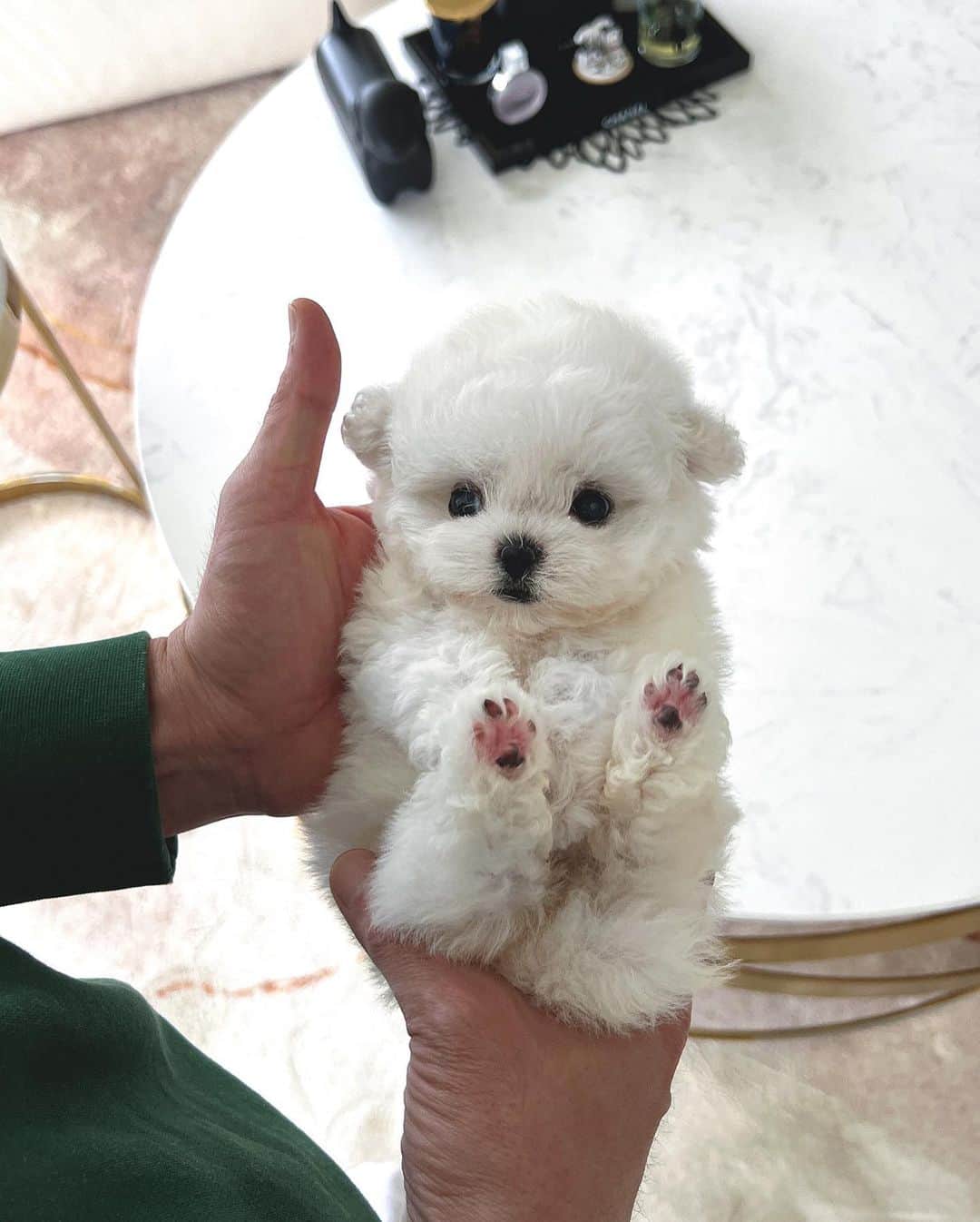 Rolly Pups INCさんのインスタグラム写真 - (Rolly Pups INCInstagram)「Kpups Mini bichon Isabelle  Kpups is a sister company and second brand to @rollypups.official Allow these affordable luxury babies to be a part of your family😆」10月18日 10時18分 - kpups.official