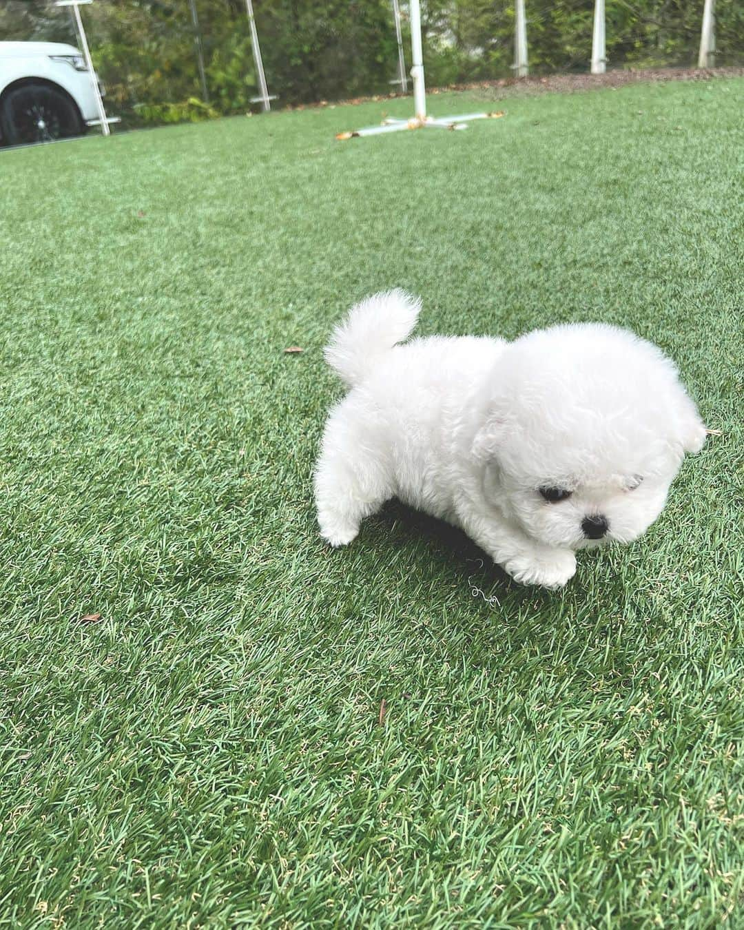 Rolly Pups INCさんのインスタグラム写真 - (Rolly Pups INCInstagram)「Kpups Mini bichon Isabelle  Kpups is a sister company and second brand to @rollypups.official Allow these affordable luxury babies to be a part of your family😆」10月18日 10時18分 - kpups.official