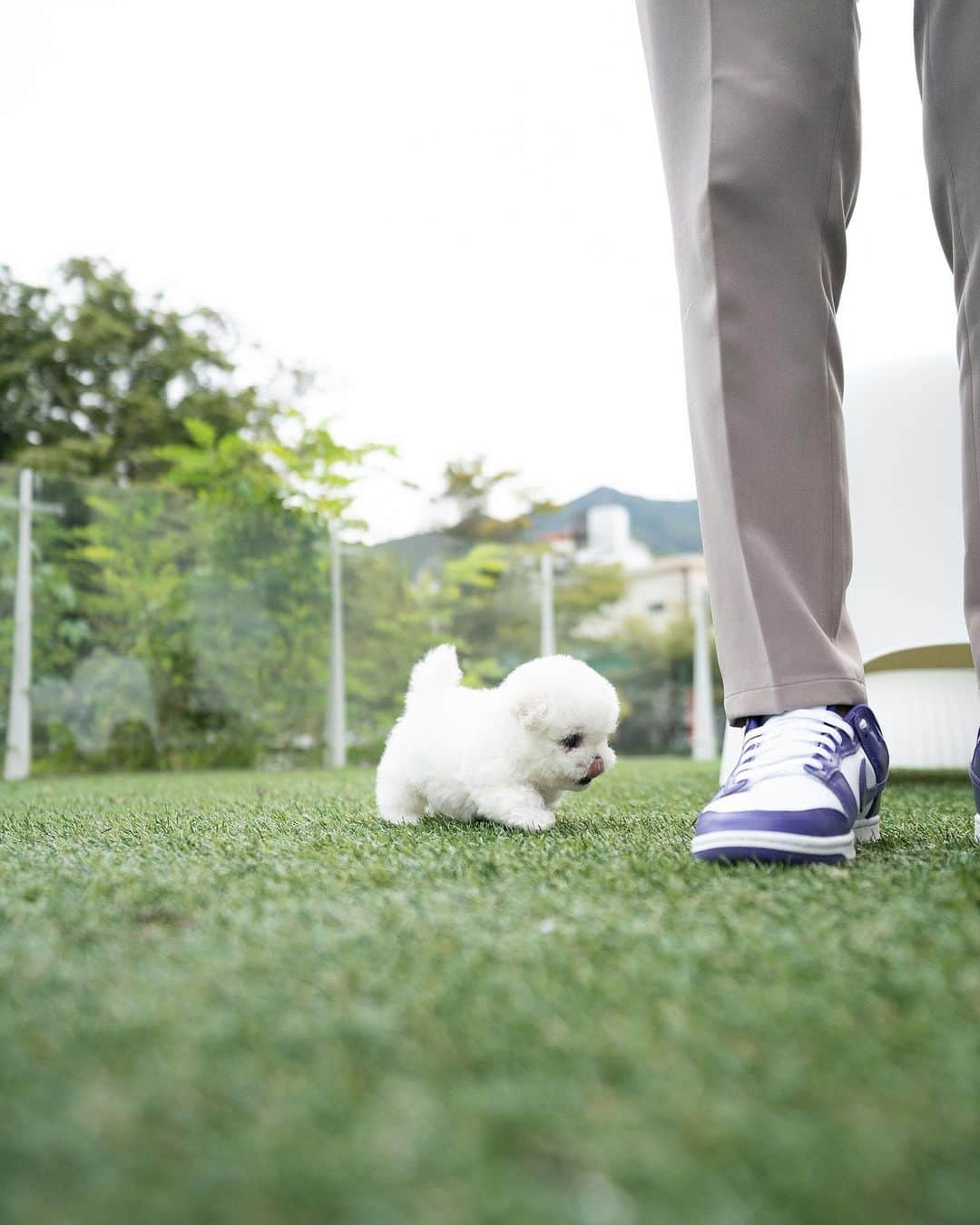 Rolly Pups INCさんのインスタグラム写真 - (Rolly Pups INCInstagram)「Kpups Mini bichon Isabelle  Kpups is a sister company and second brand to @rollypups.official Allow these affordable luxury babies to be a part of your family😆」10月18日 10時18分 - kpups.official