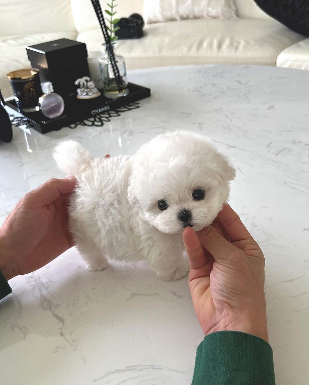 Rolly Pups INCのインスタグラム：「Kpups Mini bichon Isabelle  Kpups is a sister company and second brand to @rollypups.official Allow these affordable luxury babies to be a part of your family😆」