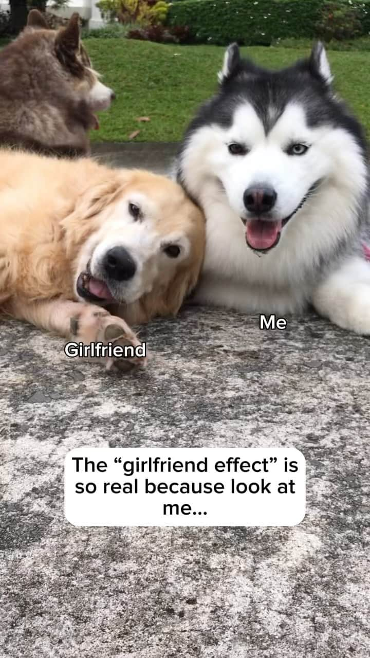 MARUのインスタグラム：「Tag your girl or boy 🥰🔥❤️ • • • #siberianhusky #handsomedog #husky #happydog #relationshipgoals #dogmemes #relationshipquotes #funnydogvideos #funnydog #happycouple」