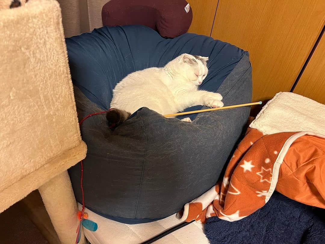 のインスタグラム：「おはにゃん😊  猫じゃらしで遊びながら寝た #幸来 ちゃん☺️ いざ病院🏥へ行く時は入らないのに こーゆー時は進んで入る #ゆきさく 🤭 順番待ちまで🤣  今日もお天気秋空☀️ 気持ち良いね〜🥰  #諭吉と幸来 #猫のいる暮らし」