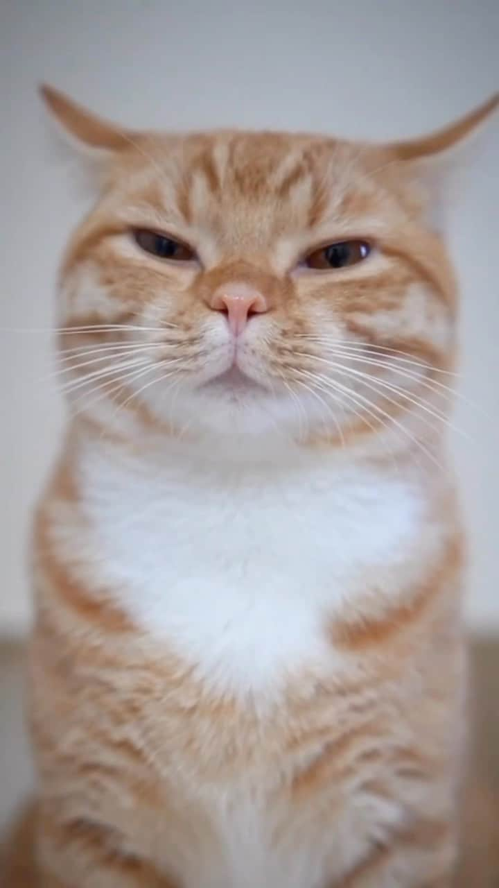 Aww Clubのインスタグラム：「Cats must be the only animals that can look cute even whilst they poop  @gin.gira.ginta  #meowed #cutecat #cat #gingiraginta #gingercat #快便 #銀太 #ginta #子猫 #猫バス #マンチカン #短足マンチカン」