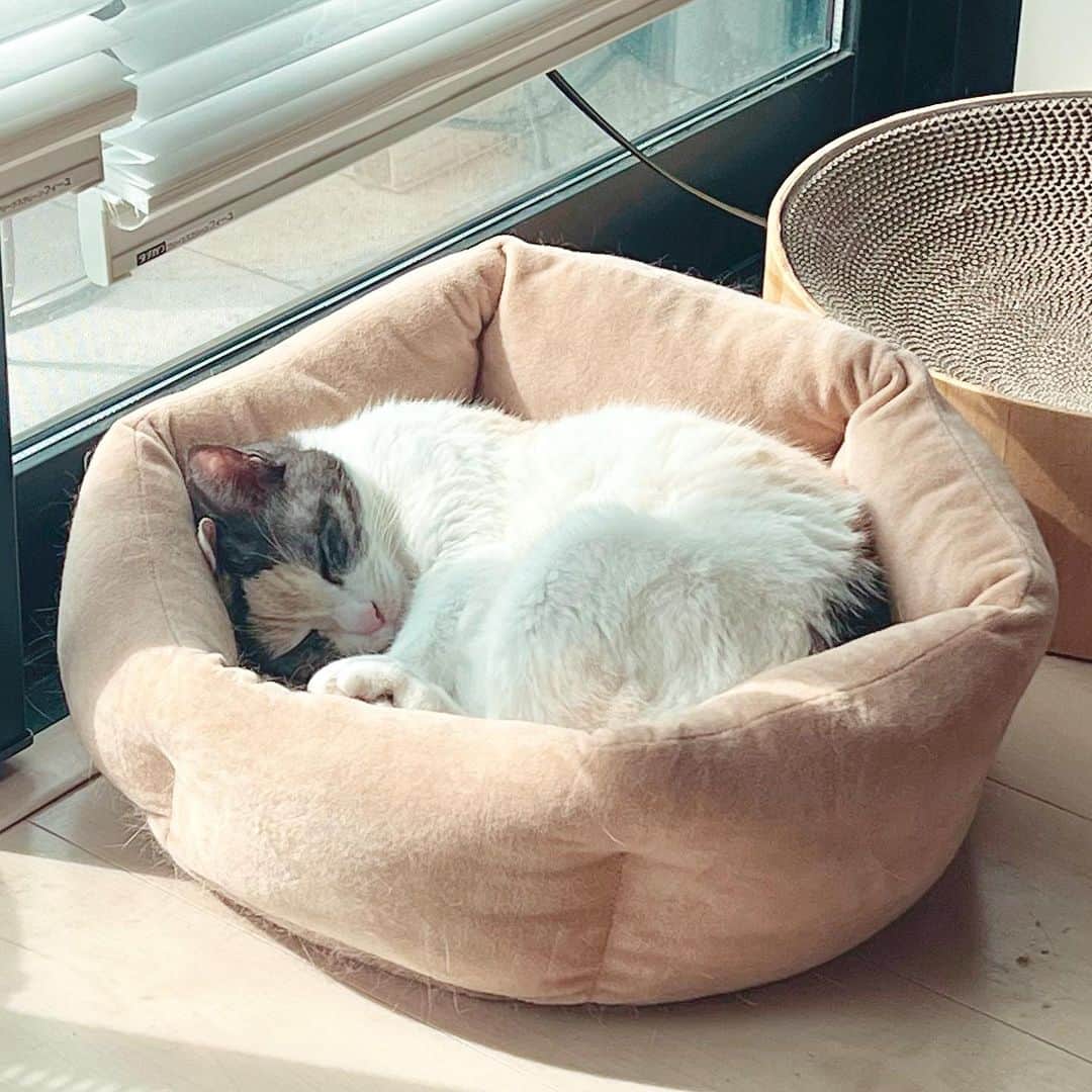 池沢理美のインスタグラム：「今日はこっちらしい（笑） もなたん  #猫 #ねこ #猫のいる暮らし」