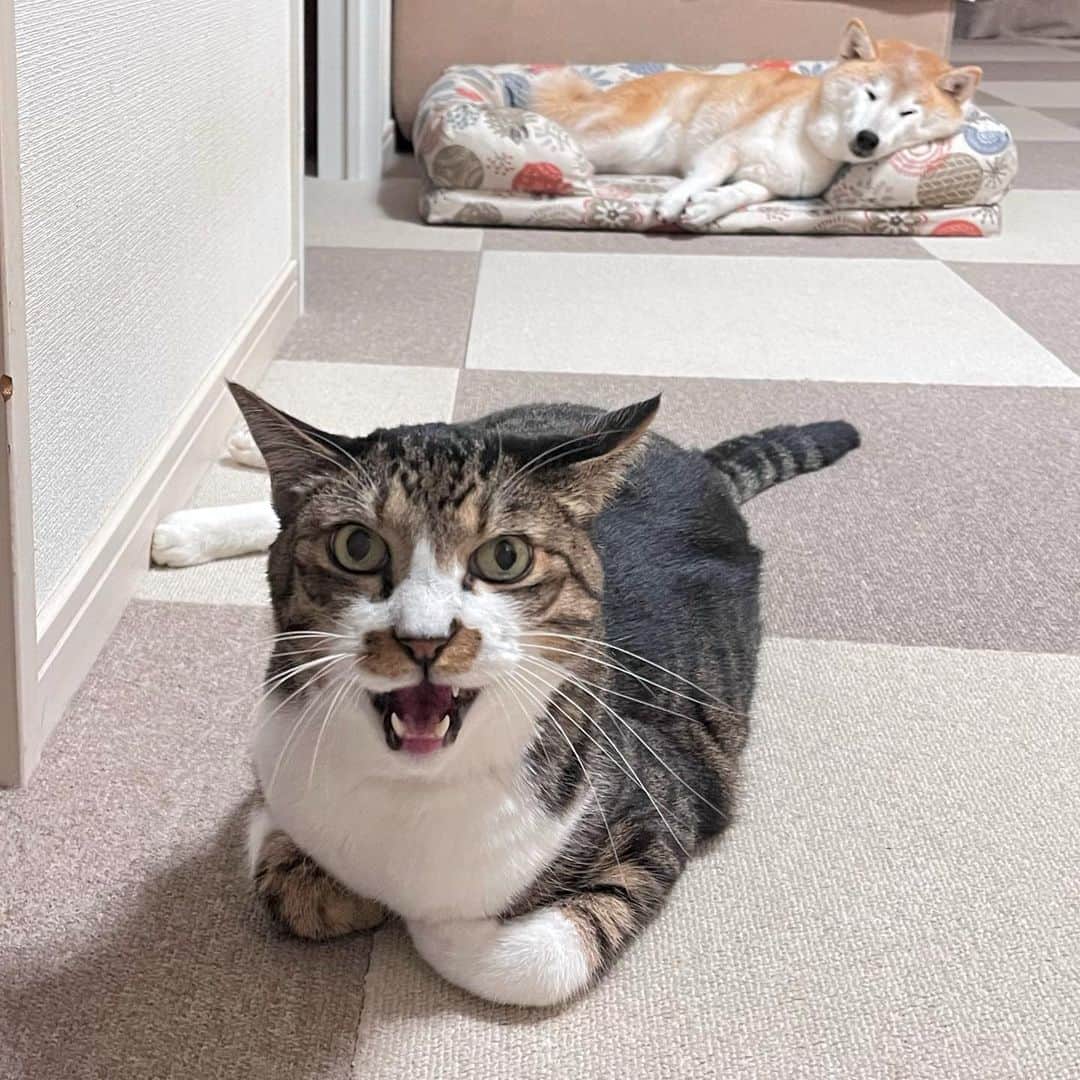 meekooのインスタグラム：「飼い主が寝ようとすると起きてくるシマシマくん😅 #私と一緒に寝たいから #りんごさんは夢の中 #おやすみなさい #ringosanta 2023.10.18」