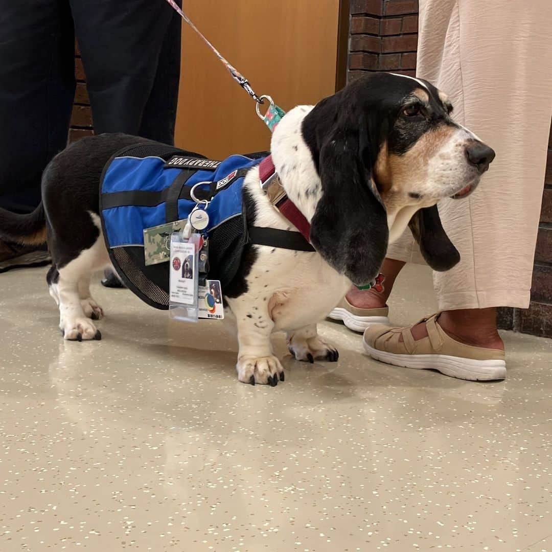 ネーブ・キャンベルさんのインスタグラム写真 - (ネーブ・キャンベルInstagram)「This volunteer is a little different than the rest. ☀️ Beasley is a rescue dog who works as a Service to the Armed Forces volunteer with @RedCrossNC.   With four paws and a face that says, "Pet me!" Beasley has one important job — bring people comfort.   Is she meeting her job requirements? We sure think so! Beasley visits military hospitals to offer her love and support to people facing difficult situations. From staff, patients and visiting friends, she gives love when they need it most. 🥹  #RescueDog #BassetHound #DogTherapy #MilitaryFamilies」10月18日 23時59分 - americanredcross