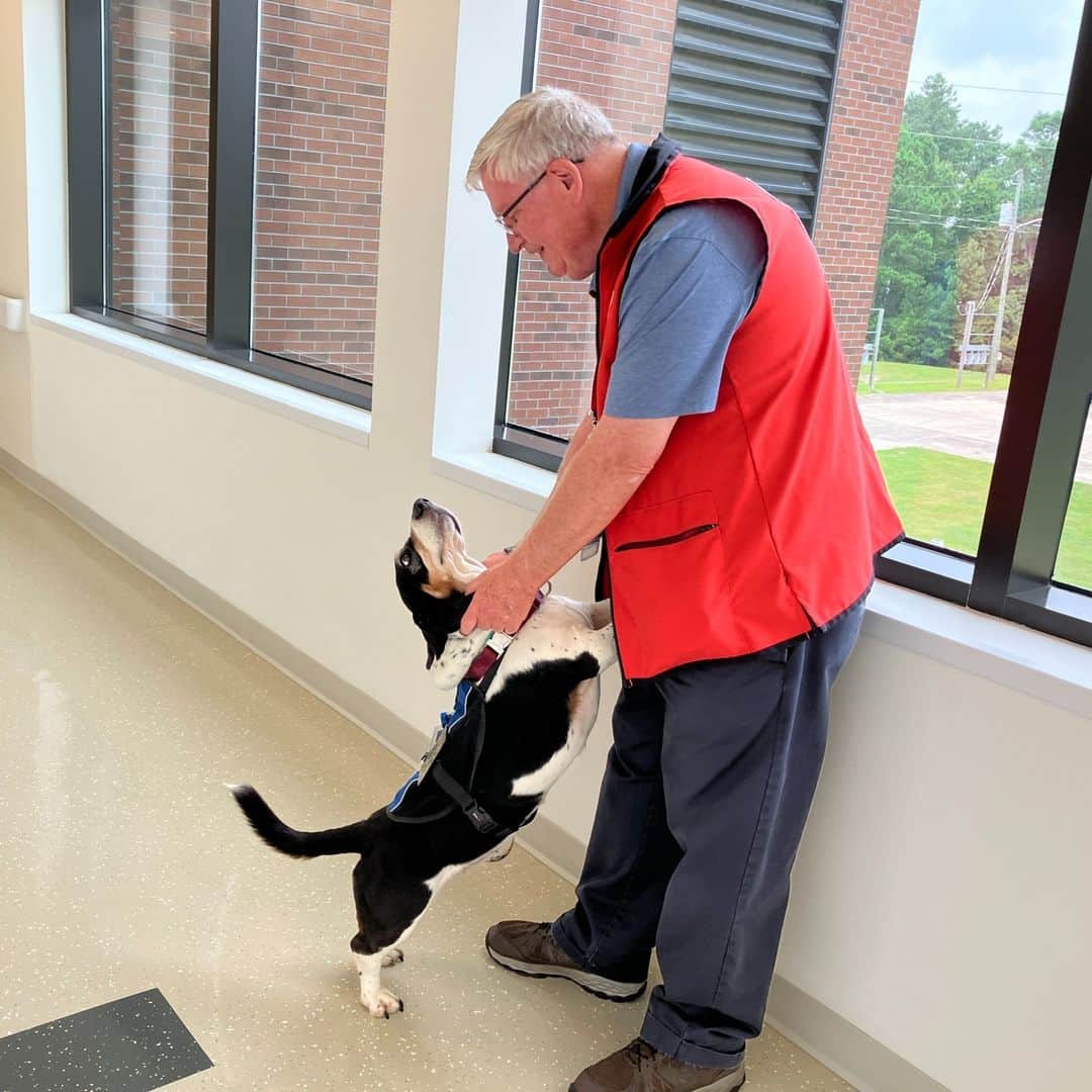 ネーブ・キャンベルのインスタグラム：「This volunteer is a little different than the rest. ☀️ Beasley is a rescue dog who works as a Service to the Armed Forces volunteer with @RedCrossNC.   With four paws and a face that says, "Pet me!" Beasley has one important job — bring people comfort.   Is she meeting her job requirements? We sure think so! Beasley visits military hospitals to offer her love and support to people facing difficult situations. From staff, patients and visiting friends, she gives love when they need it most. 🥹  #RescueDog #BassetHound #DogTherapy #MilitaryFamilies」